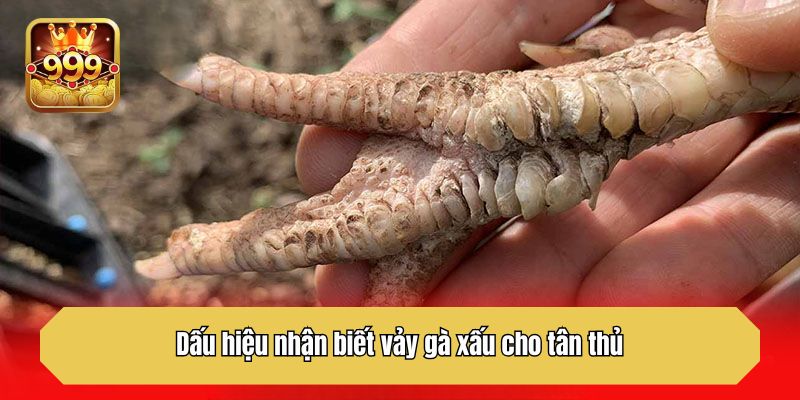 Dấu hiệu nhận biết vảy không tốt cho tân thủ