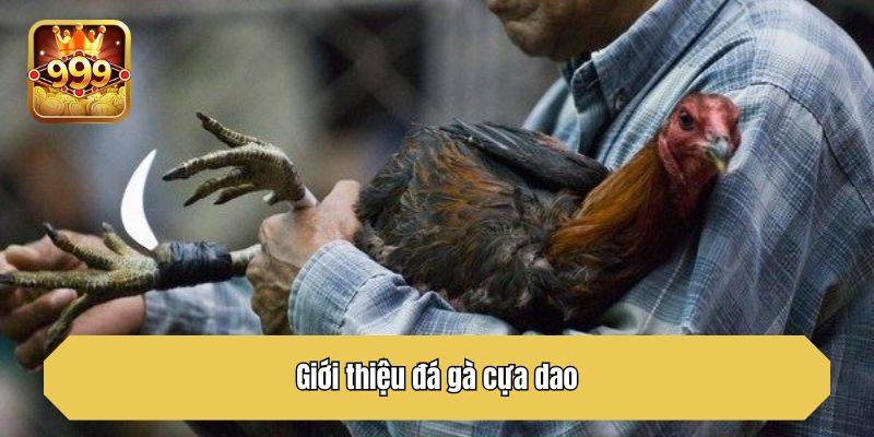 Giới thiệu đá gà cựa dao