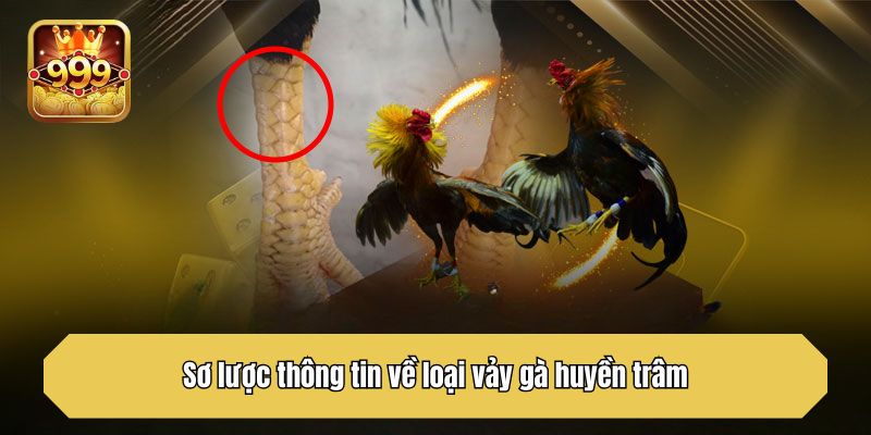 Sơ lược thông tin về loại vảy gà huyền trâm