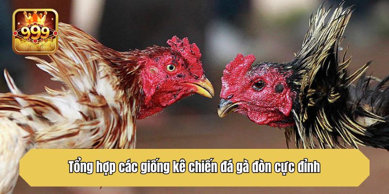 Tổng hợp các giống kê chiến đá gà đòn cực đỉnh