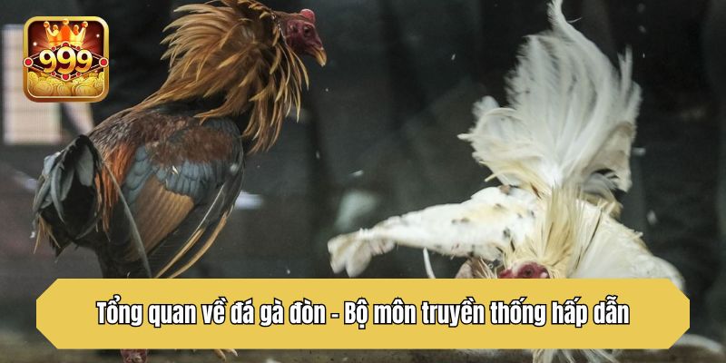 Tổng quan về đá gà đòn - Bộ môn truyền thống hấp dẫn
