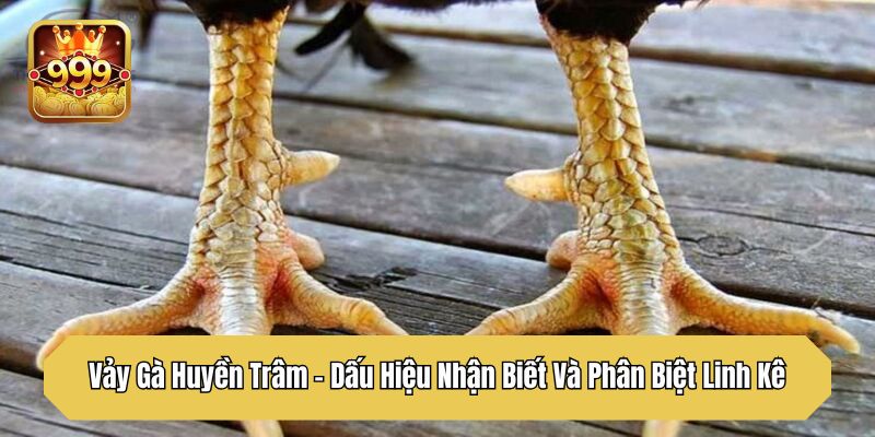 Vảy Gà Huyền Trâm - Dấu Hiệu Nhận Biết Và Phân Biệt Linh Kê