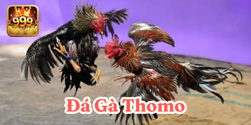 Đá gà Thomo - Đấu trường chiến kê đỉnh cao 2025 tại 999bet